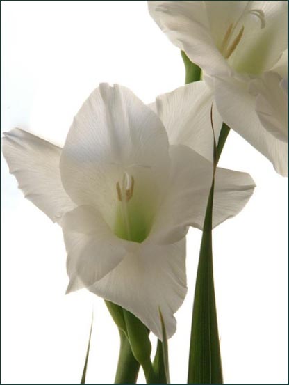 gladiolus1jpg.jpg