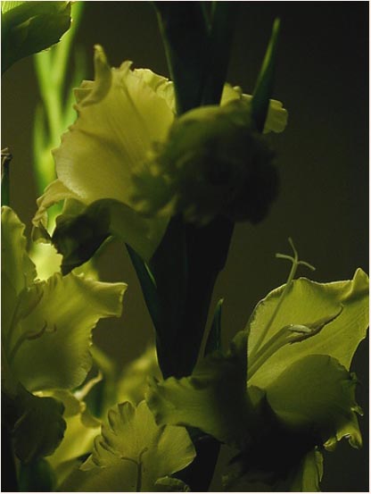gladiolus3copy.jpg